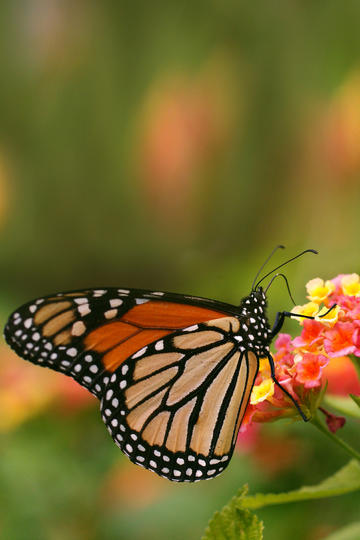 tent（tent是什么意思）